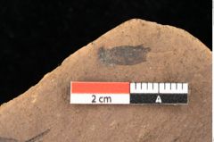 Foto (Detailsansicht) von Quercus palaeoilex Ettingshausen (NHMW-GEO-2024-0188-0922)